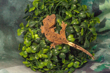 Gekko gecko, crested gecko - 588442839