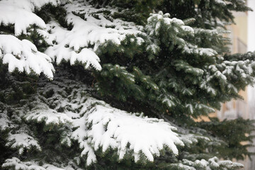 Snowflakes falling on the background of a green coniferous tree