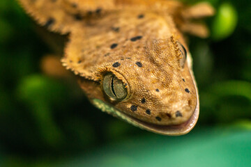Gekko gecko, crested gecko - 588442866