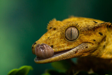 Gekko gecko, crested gecko - 588443004