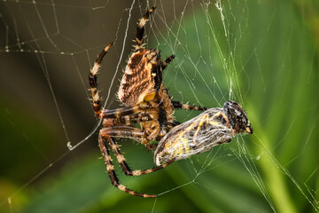 Spinne fängt Wespe und spinnt sie ein