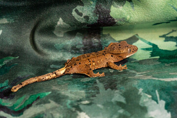 Gekko gecko, crested gecko - 588443241