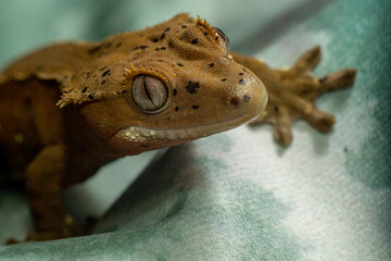 Gekko gecko, crested gecko - 588443418