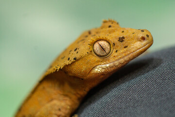 Gekko gecko, crested gecko - 588443455