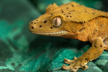 Gekko gecko, crested gecko - 588443491