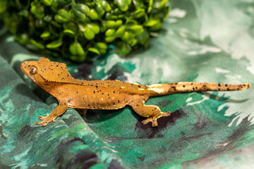 Gekko gecko, crested gecko - 588443622
