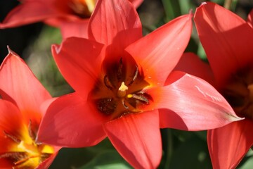 Fototapeta na wymiar Tulipa greigii