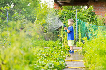 Naklejka na ściany i meble Child watering flowers and plants in garden. Little boy gardening