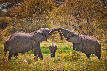 Zwei Elefanten mit Kalb