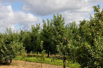 Fototapeta na wymiar Apple orchard with a mature harvest of green apples
