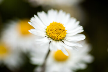 Obraz premium Closeup of a daisy ion a spring day