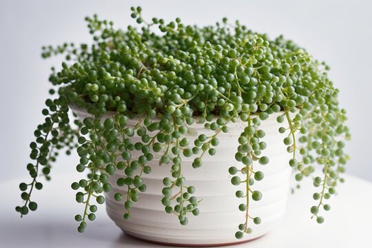String Of Pearls Senecio Rowleyanus In A White Pot On A White Background. Generative AI