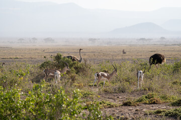 Impalas and ostrich birds graze the land of Amboseli National Park, Kenya Africa