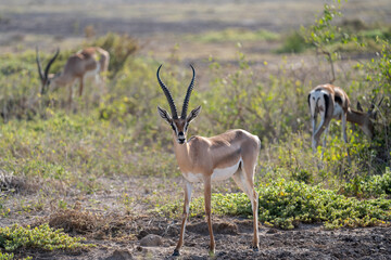 Naklejka na ściany i meble Impala antelope looks at the camera, in Amboseli National Park Kenya Africa