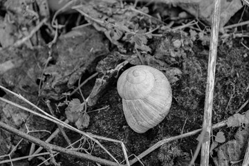 Snail in the garden on the ground. Black and white.
