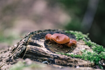wood mushrooms, brown mushrooms, wrinkled fungi, Flammulina velutipes