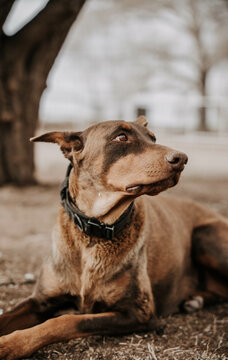 Red Doberman