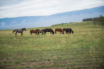 Fototapeta premium horses on the meadow