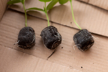 Cucumber seedlings grown in a peat tablet.