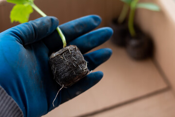 Cucumber seedlings grown in a peat tablet.