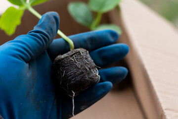 Cucumber seedlings grown in a peat tablet.