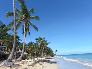 Fototapeta premium palm tree on the beach