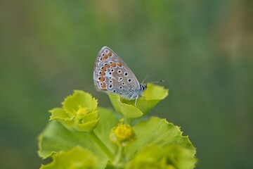 Tiny butterfly with dots