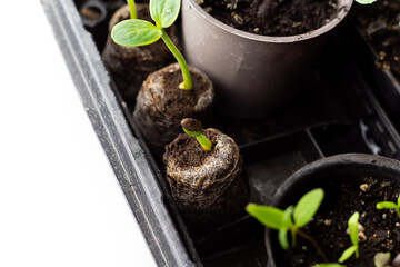 Cucumber seedlings grown in a peat tablet.