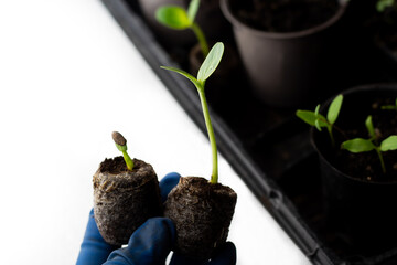 Cucumber seedlings grown in a peat tablet.