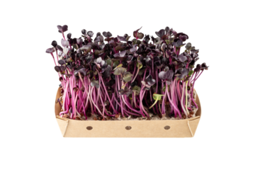 Radish seedlings, microgreens, small purple leaves and stems in paper box isolated on white background.  Sprouted micro herb. Growing pink sprouts for kitchen and healthy food