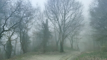 Obraz na płótnie Canvas Thick fog in a gloomy dull depressive forest