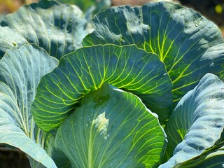 Obraz premium Cabbage leaves in the vegetable garden.