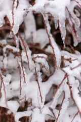 snow covered tree