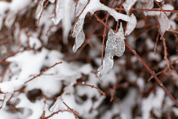 frost on a branch