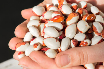 Harvest of legumes in autumn. Full palms of woman with dried bean seeds.
