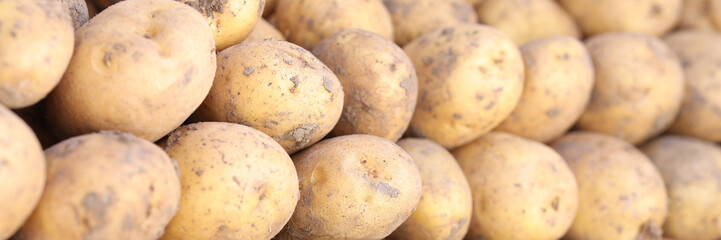 Pile of freshly dug potatoes at harvest time