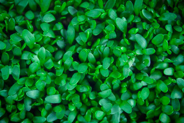 Microgreen background close-up, top view. Seed sprouts are green. Concept of healthy lifestyle.