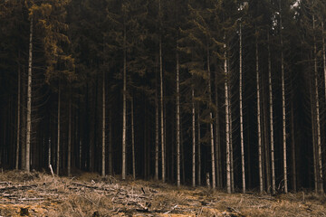 inside a forest in autumn. fir tree cut in forest. dark forest landscape. autumn forest in the morning