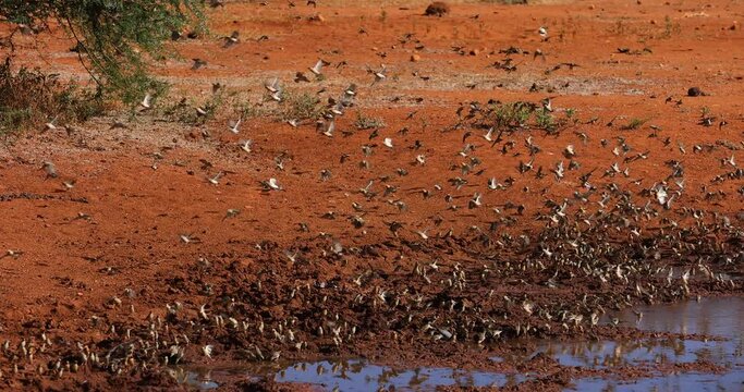 Thousands of birds take flight in slow motion in Kenya