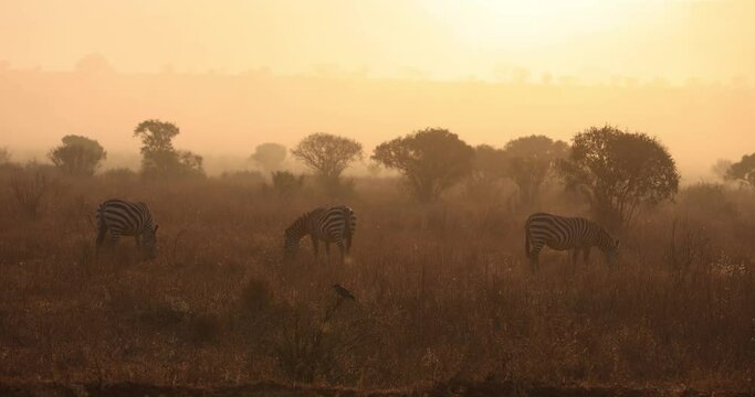 A zebra family eats in the savannah during sunrise