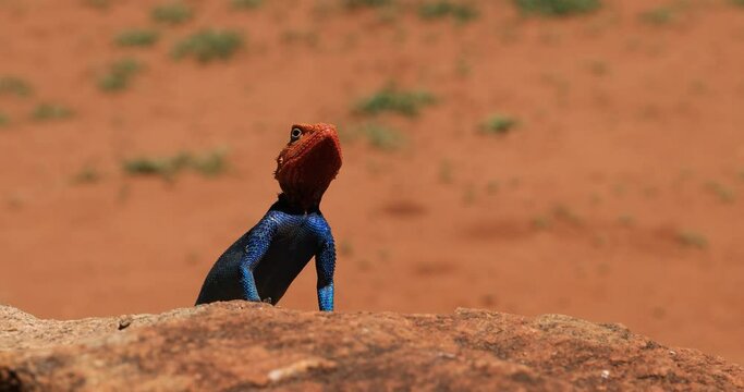 Portrait of a lizard agama in the savannah