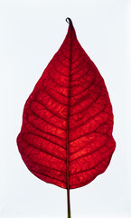 a red leaf isolated. close up of a red tree leaf. epidermis of a red leaf. detail of a tree leaf