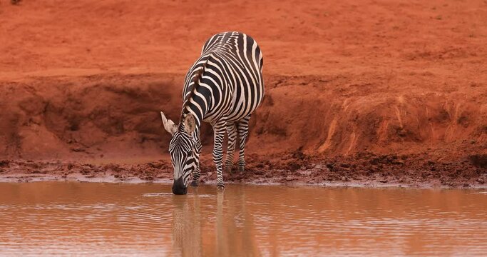 Zebras drink water in the tsavo reserve