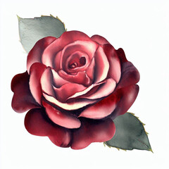 rose, botanic illustration isolated on white background.