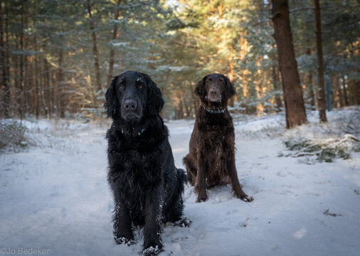 Flat-coated retriever

