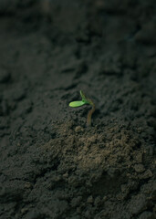 a cannabis sprout sprouts from the ground. Cannabis sprout on a black background. on a black background, a young plant growing from the ground. a sprout in the ground.