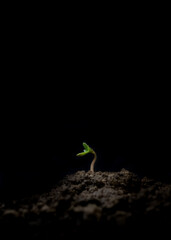 a cannabis sprout sprouts from the ground. Cannabis sprout on a black background. on a black background, a young plant growing from the ground. a sprout in the ground.