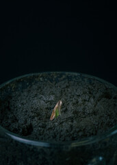 a hemp sprout sprouts from the ground. Cannabis sprout on a black background. a sprout in a glass. a sprout in the ground.