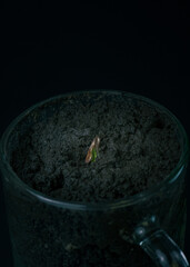 a hemp sprout sprouts from the ground. Cannabis sprout on a black background. a sprout in a glass. a sprout in the ground.