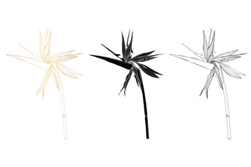Set of different flowers strelitzia on white background. Line art bird of paradise flower illustration. Native South African plant. Golden and black line illustration. - 588459029